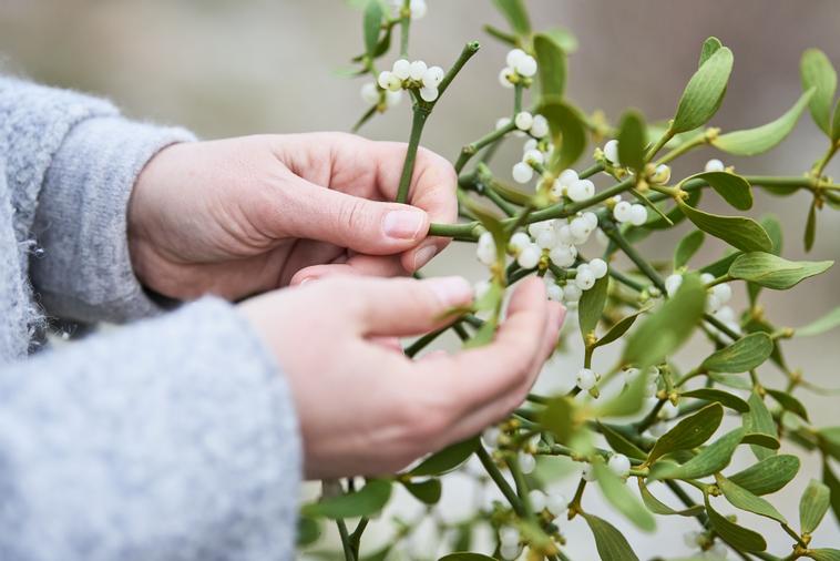 Unser Hauptprodukt, die Mistel