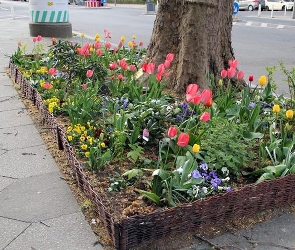 Es braucht mehr Begrünung der Baumscheiben im Quartier 