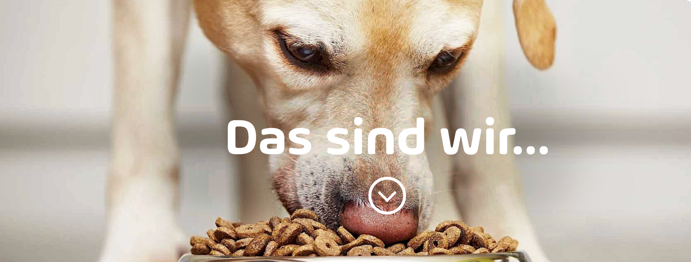Beispielbild Hund