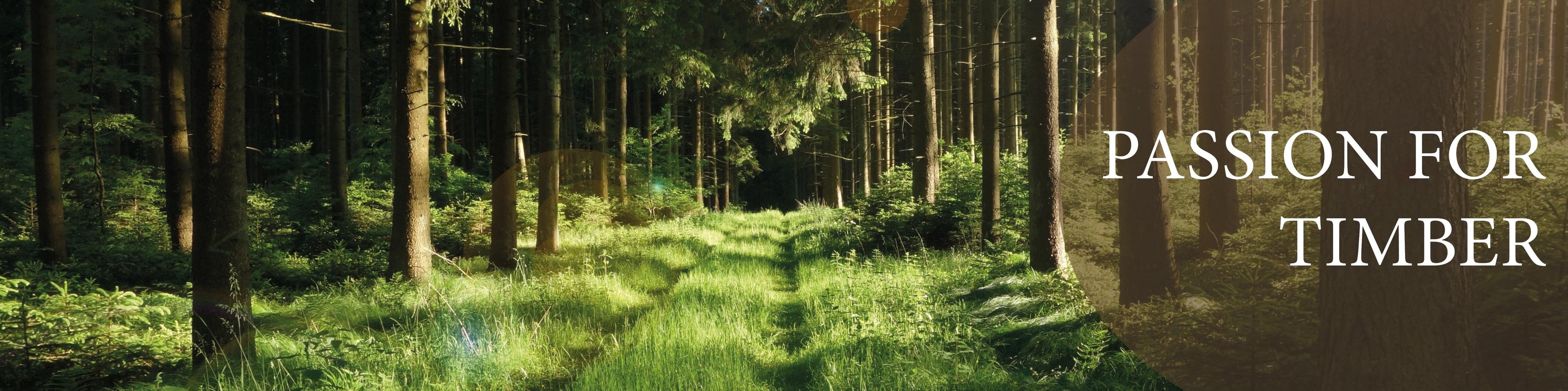 Header_Passion for timber_Ansicht Wald