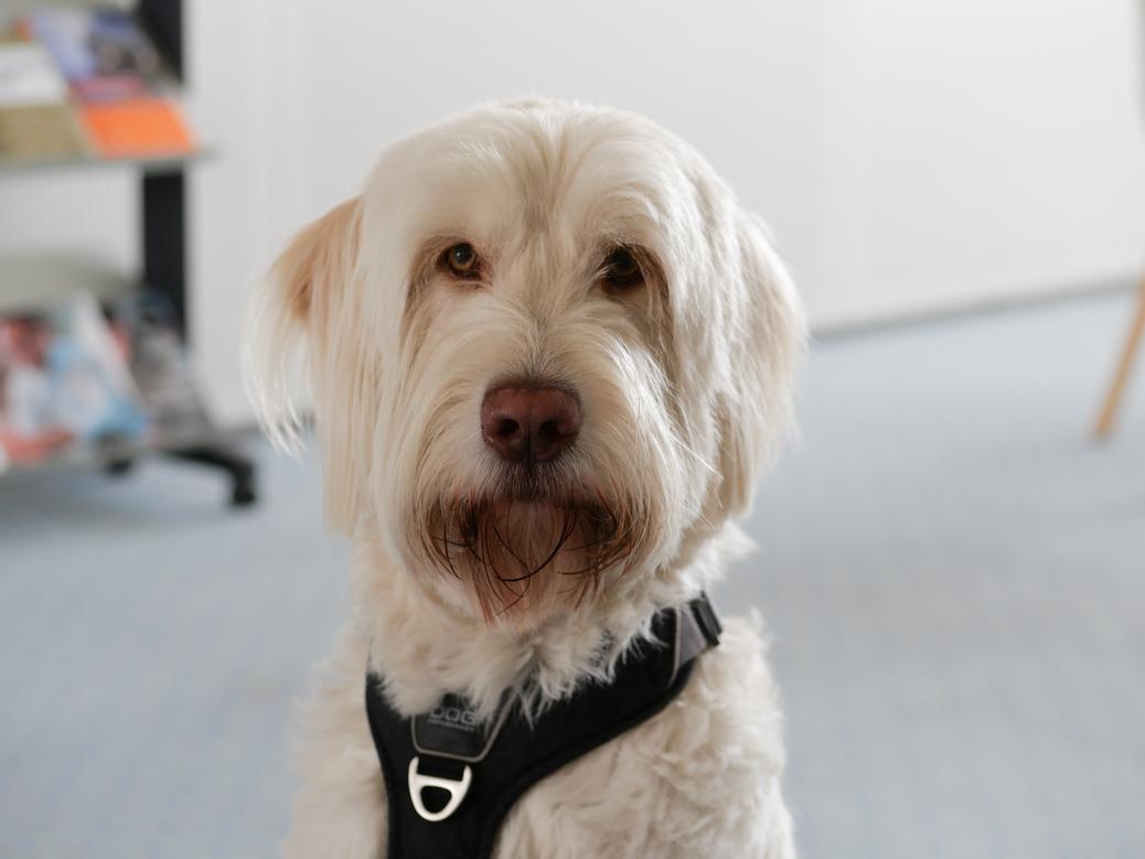 Bürohunde sind bei uns gerne gesehen :)